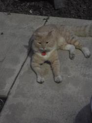 Found/Stray Male Cat last seen Olive, Verdugo, Bakersfield, CA 93312