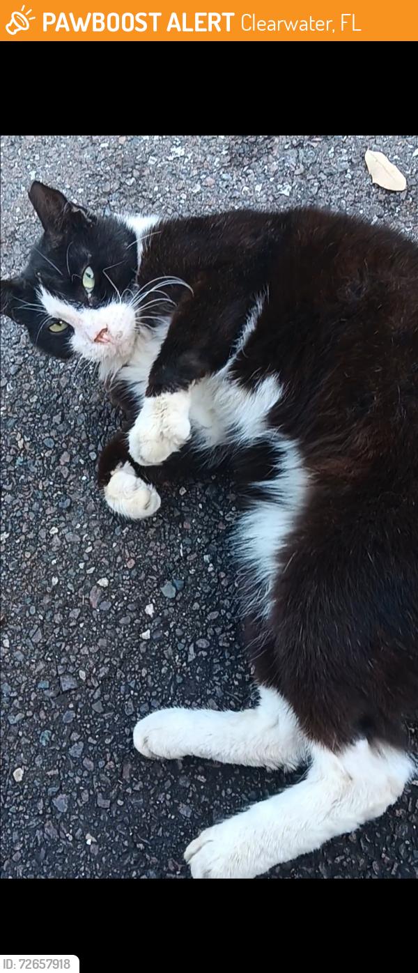 Found/Stray Unknown Cat last seen In parking lot of Seasons Largo elder facility, Clearwater, FL 33764