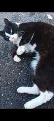 Found/Stray Unknown Cat last seen In parking lot of Seasons Largo elder facility, Clearwater, FL 33764