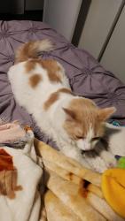 Lost Male Cat last seen Country club and West San Angelo St by Costco, Gilbert, AZ 85233
