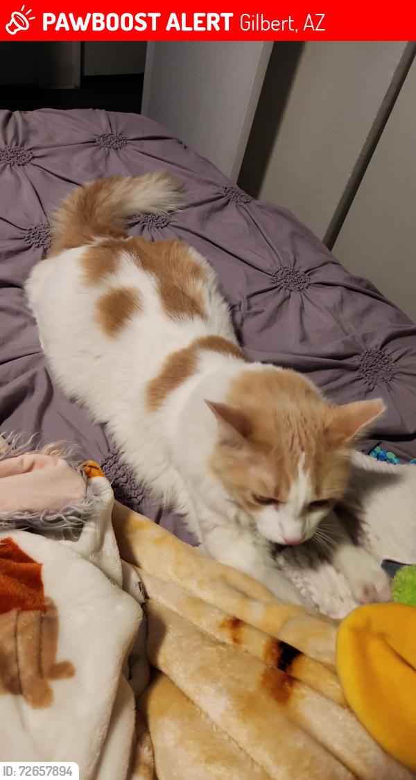 Lost Male Cat last seen Country club and West San Angelo St by Costco, Gilbert, AZ 85233