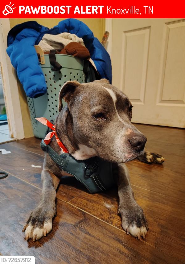 Lost Male Dog last seen Park ridge , Knoxville, TN 37917