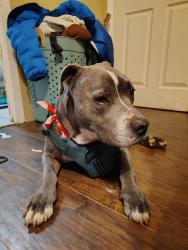 Lost Male Dog last seen Park ridge , Knoxville, TN 37917