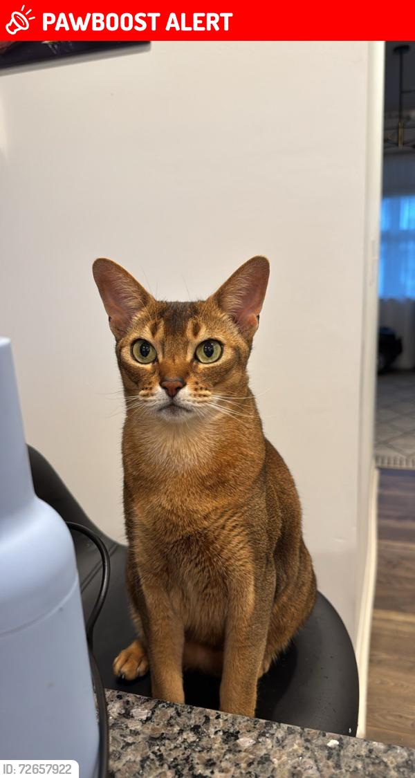 Lost Male Cat last seen Fenwick dr, Spartanburg County, SC 29388