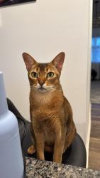 Lost Male Cat last seen Fenwick dr, Spartanburg County, SC 29388