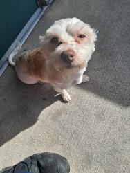 Found/Stray Female Dog last seen Flint River Rd. & Tara Blvd, Jonesboro, GA 30236