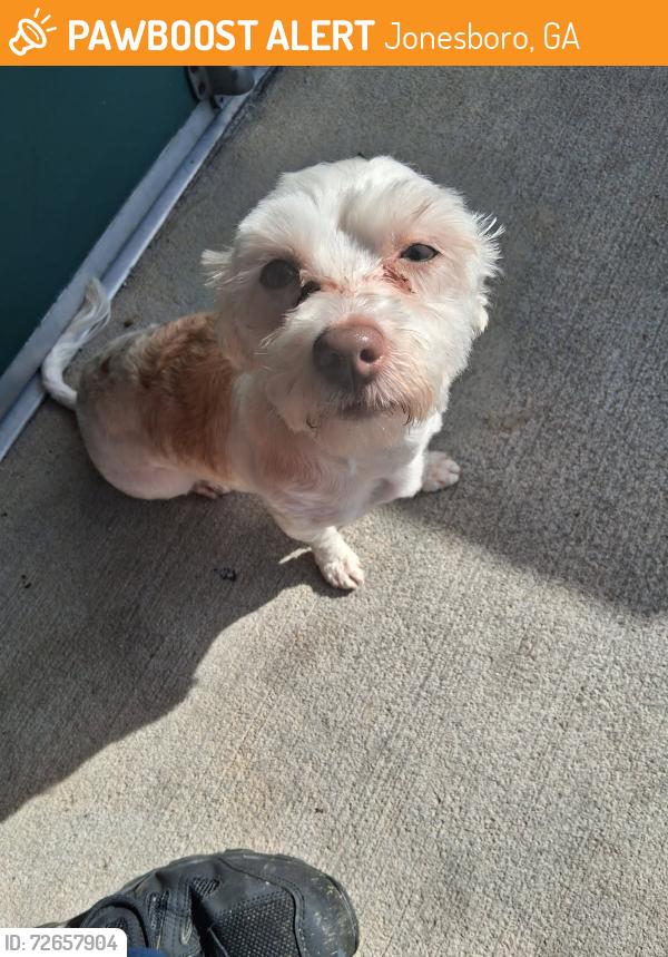 Found/Stray Female Dog last seen Flint River Rd. & Tara Blvd, Jonesboro, GA 30236