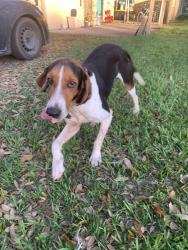 Found/Stray Male Dog last seen Near Camp Karankawa, Brazoria County, TX 77486