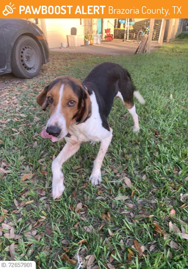Found/Stray Male Dog last seen Near Camp Karankawa, Brazoria County, TX 77486