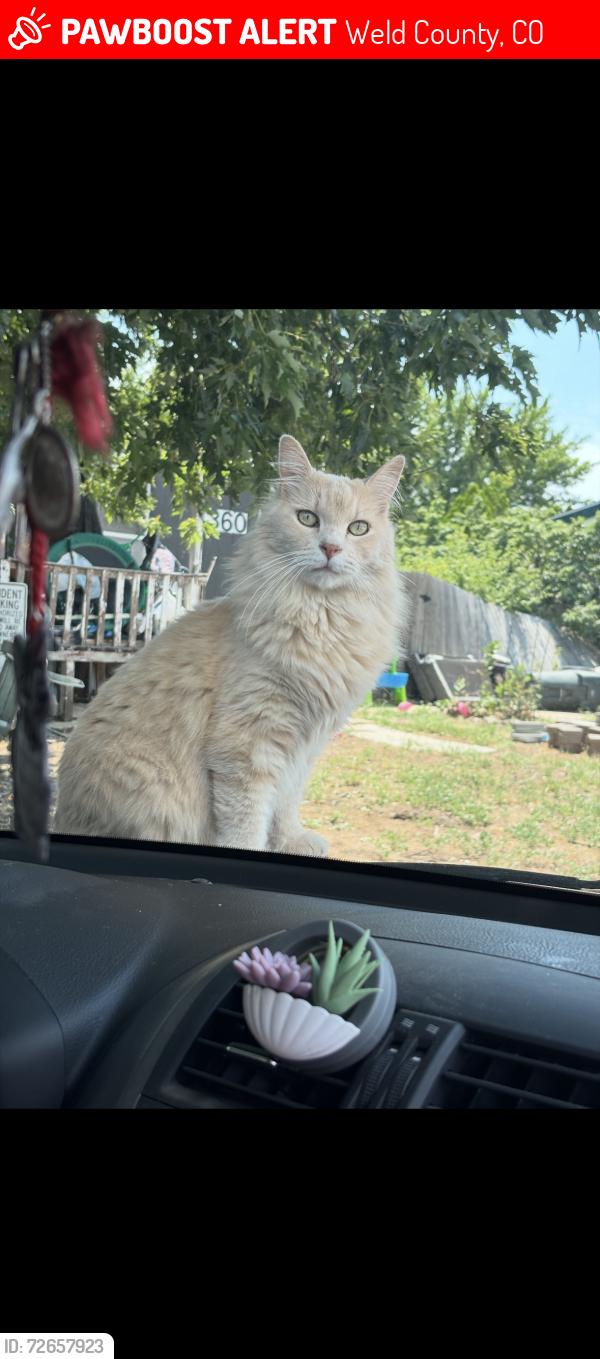 Lost Male Cat last seen Hotsprings Dr and Carlsbad , maybe casa grande , Weld County, CO 80634