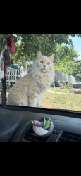 Lost Male Cat last seen Hotsprings Dr and Carlsbad , maybe casa grande , Weld County, CO 80634