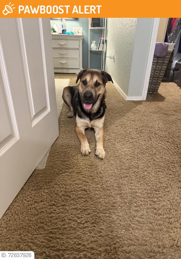 Found/Stray Male Dog last seen Oneta road and Hwy 51, Wagoner County, OK 74014