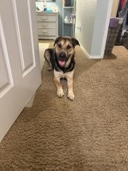 Found/Stray Male Dog last seen Oneta road and Hwy 51, Wagoner County, OK 74014