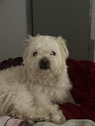 Lost Male Dog last seen Near Allyson ct, Austin, TX 78744