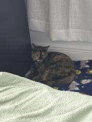Found/Stray Female Cat last seen millennia Boulevard, Orlando, FL 32839