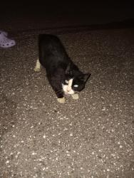 Found/Stray Unknown Cat last seen In parking lot of Seasons Largo elder facility, Clearwater, FL 33764