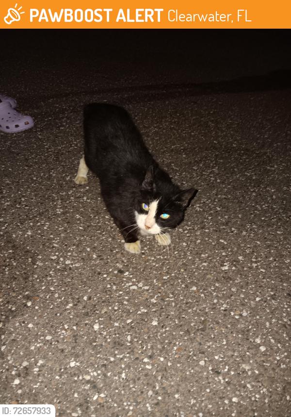 Found/Stray Unknown Cat last seen In parking lot of Seasons Largo elder facility, Clearwater, FL 33764