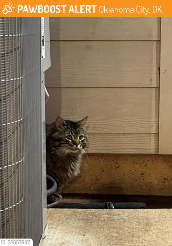 Found/Stray Unknown Cat last seen Park at Tuscany apmts , Oklahoma City, OK 73134