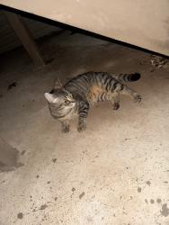 Found/Stray Female Cat last seen Maple ct, Highland Park, NJ 08904