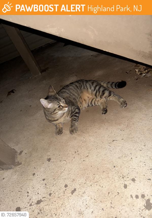 Found/Stray Female Cat last seen Maple ct, Highland Park, NJ 08904