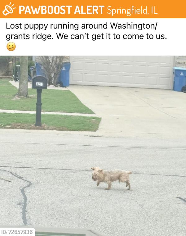 Found/Stray Unknown Dog last seen Grants Ridge Subdivision , Springfield, IL 62711