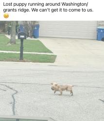 Found/Stray Unknown Dog last seen Grants Ridge Subdivision , Springfield, IL 62711