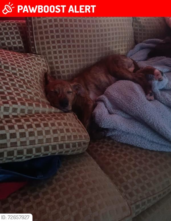 Lost Male Dog last seen Lee Johnson Rd Dunn near cutoff rd and jumpin run rd meadow area , Johnston County, NC 28334