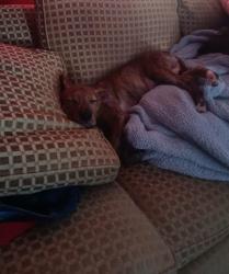 Lost Male Dog last seen Lee Johnson Rd Dunn near cutoff rd and jumpin run rd meadow area , Johnston County, NC 28334