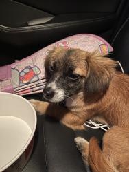 Found/Stray Female Dog last seen Gas station, San Antonio, TX 78208