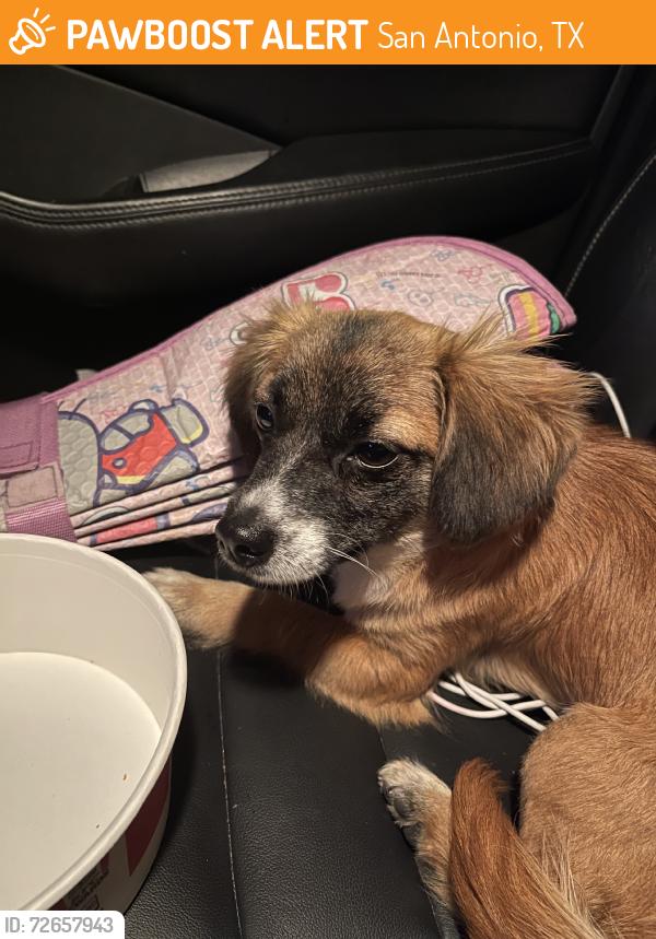 Found/Stray Female Dog last seen Gas station, San Antonio, TX 78208