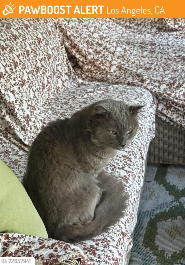 Found/Stray Unknown Cat last seen Zanja and Tivoli , Los Angeles, CA 90066