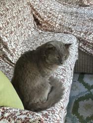 Found/Stray Unknown Cat last seen Zanja and Tivoli , Los Angeles, CA 90066