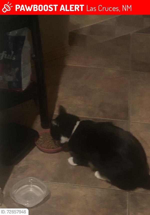 Lost Male Cat last seen Near Calle de Estrellas , Las Cruces, NM 88012