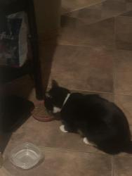 Lost Male Cat last seen Near Calle de Estrellas , Las Cruces, NM 88012