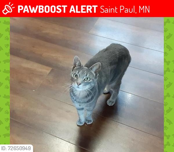 Lost Female Cat last seen Hatch Ave W and Western, Saint Paul, MN 55117