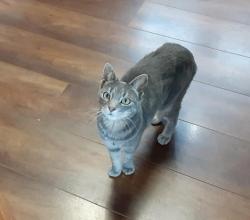 Lost Female Cat last seen Hatch Ave W and Western, Saint Paul, MN 55117