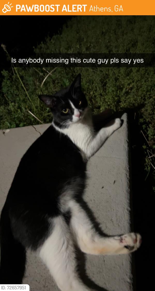 Found/Stray Male Cat last seen Westchester Dr, Athens, GA 30606