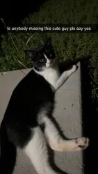Found/Stray Male Cat last seen Westchester Dr, Athens, GA 30606