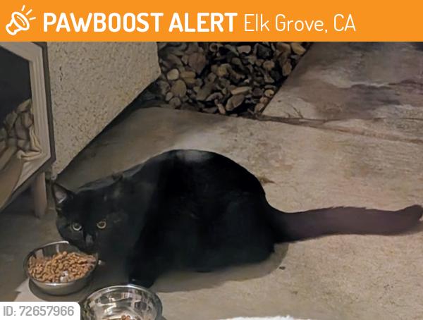 Found/Stray Unknown Cat last seen Near Bowmont Way, Elk Grove, CA 95758