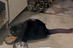 Found/Stray Unknown Cat last seen Near Bowmont Way, Elk Grove, CA 95758
