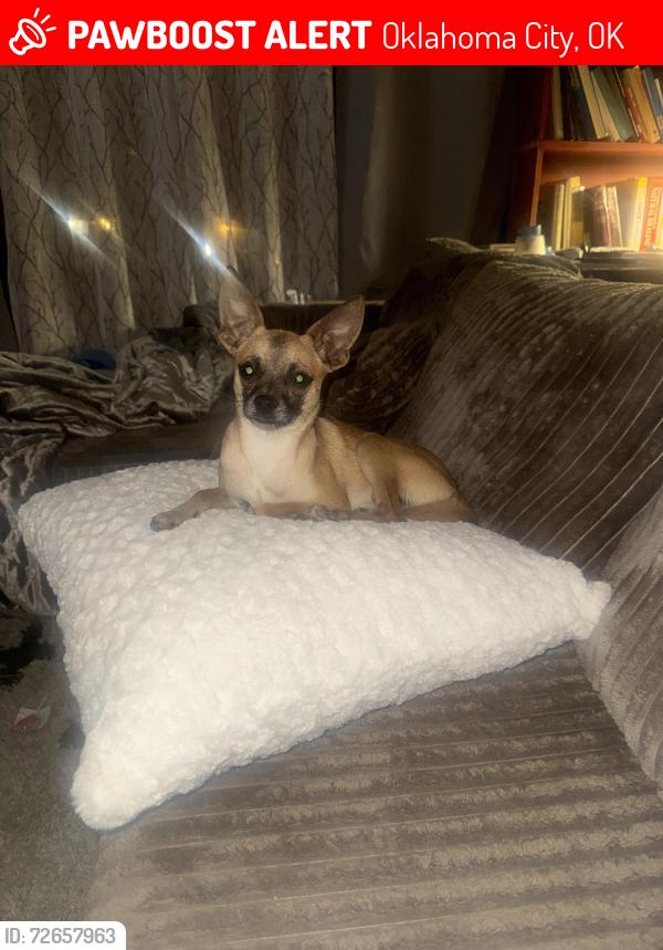 Lost Male Dog last seen Nw 11th and youngs , Oklahoma City, OK 73107