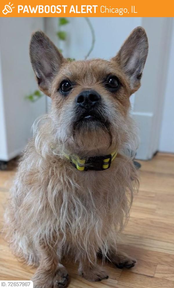 Found/Stray Male Dog last seen Campbell & Eastwood, Chicago, IL 60625