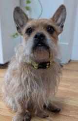 Found/Stray Male Dog last seen Campbell & Eastwood, Chicago, IL 60625
