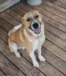 Lost Male Dog last seen Anderson county road 404 and Anderson county road 448 in Montalba, Texas, Anderson County, TX 75803