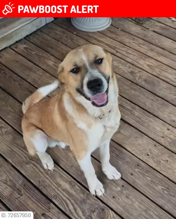 Lost Male Dog last seen Anderson county road 404 and Anderson county road 448 in Montalba, Texas, Anderson County, TX 75803