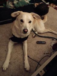 Lost Male Dog last seen King, California , Bakersfield, CA 93305
