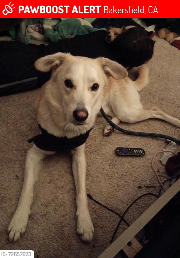 Lost Male Dog last seen King, California , Bakersfield, CA 93305