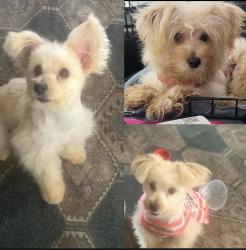 Lost Female Dog last seen McKenzie & Lawson rd , Balch Springs, TX 75181