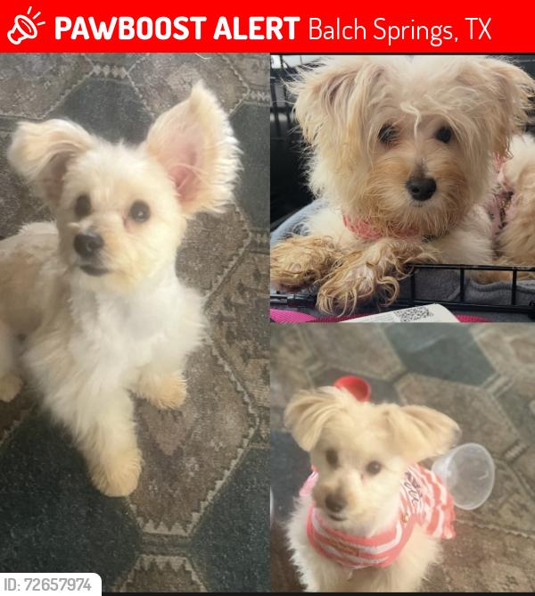 Lost Female Dog last seen McKenzie & Lawson rd , Balch Springs, TX 75181