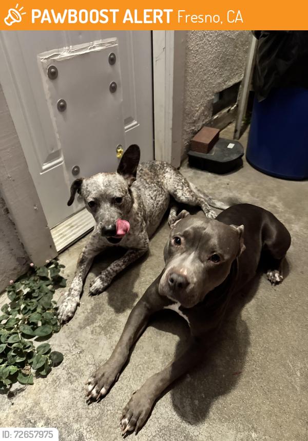 Found/Stray Female Dog last seen First and Herndon , Fresno, CA 93721